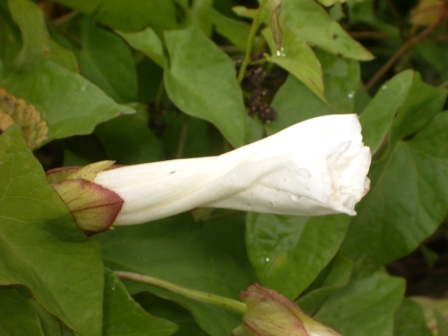 Calystegia sepium - Liseron des haies (3).JPG
