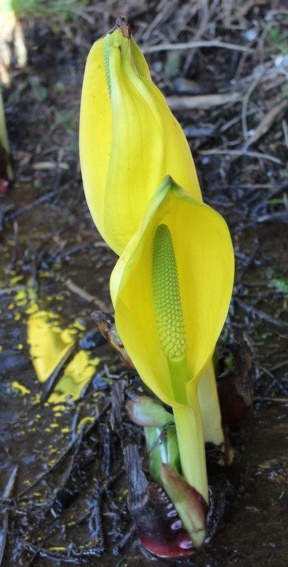 lysichiton [800x600].jpg