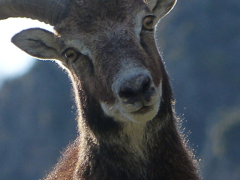 mouflon.jpg