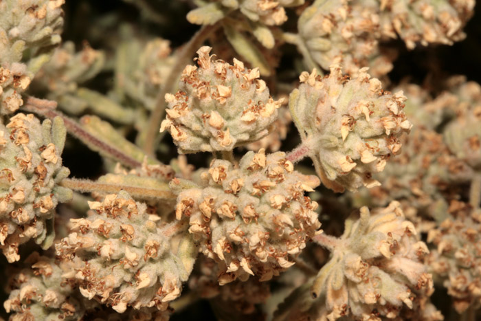 Fabacées - Anthyllis sp - Croatie RED 2.jpg