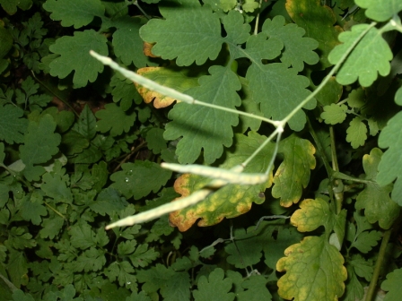 Akène