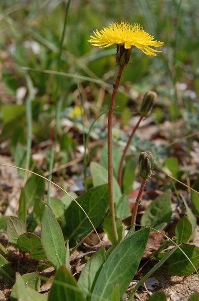 Sonchus bulbosus (2) [1600x1200].JPG