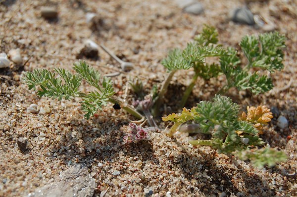 Pseudorlaya pumila (11) [1600x1200].JPG