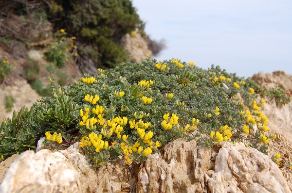 Lotus cytisoides (5) [1600x1200].JPG