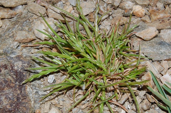 Lolium rigidum (2) [1600x1200].JPG