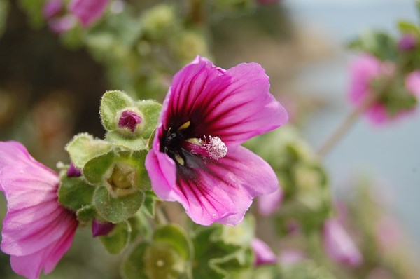 Lavatera arborea (3) [1600x1200].JPG