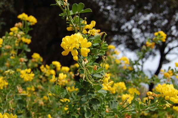 Coronilla valentina glauca (1) [1600x1200].JPG