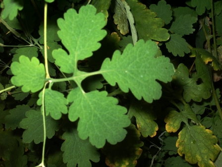 Feuille
