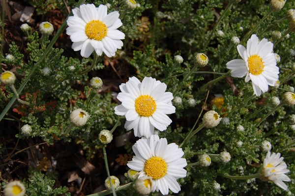 Anthemis maritima (1) [1600x1200].JPG