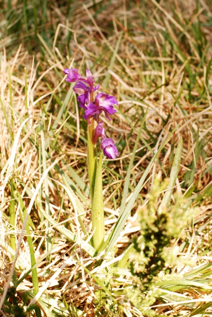 DSC_0090.jpeg