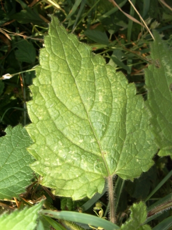 la feuille
