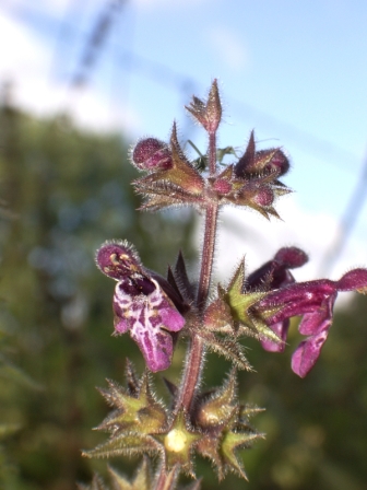 la fleur
