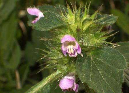N°1 la fleur