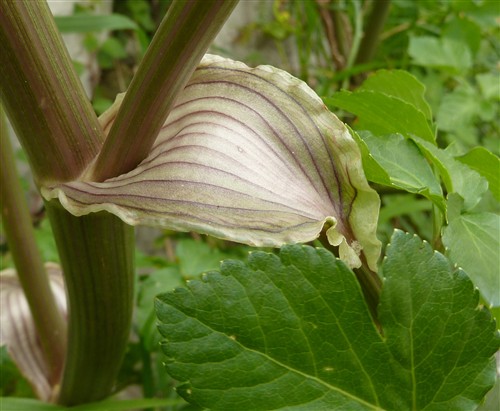 Gaine de Smyrnium olusatrum