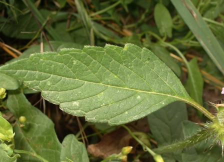 n°2 la feuille