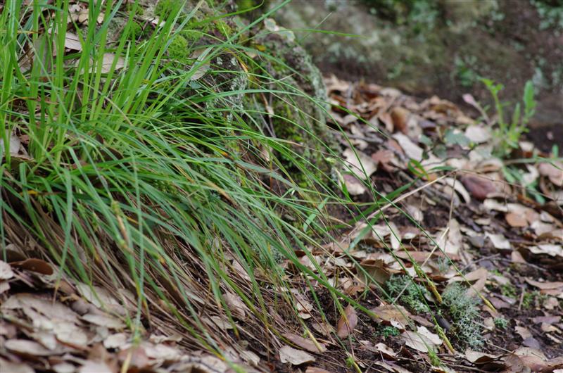 Carex depressa ssp basilaris