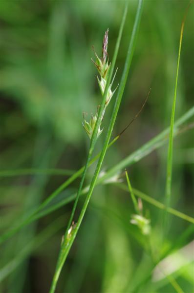 Carex distachya