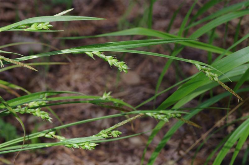 gros plan Carex olbiensis