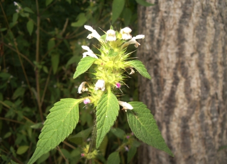 n°3 haut de la tigeavec les fleurs