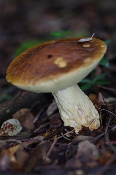 Boletus sp sous chêne liège entre autre en bordure de ruisseau!!!