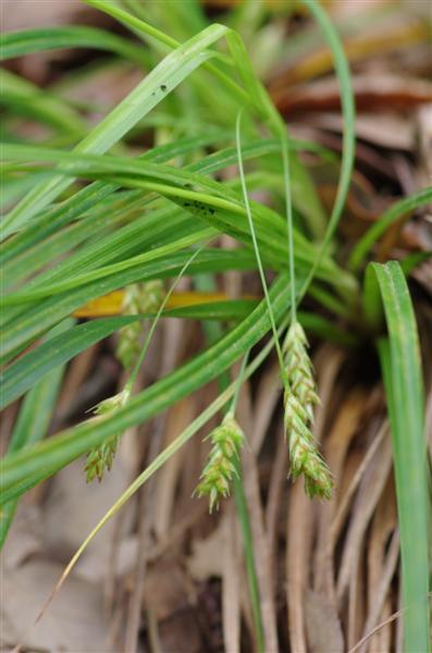 Carex depressa ssp basilaris ( épillets à la base de la plante)