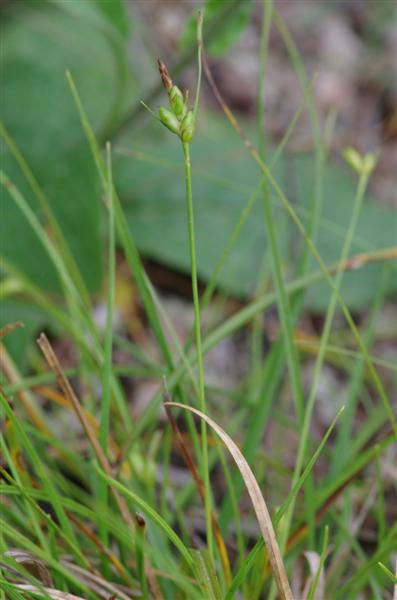 Carex oedipostyla