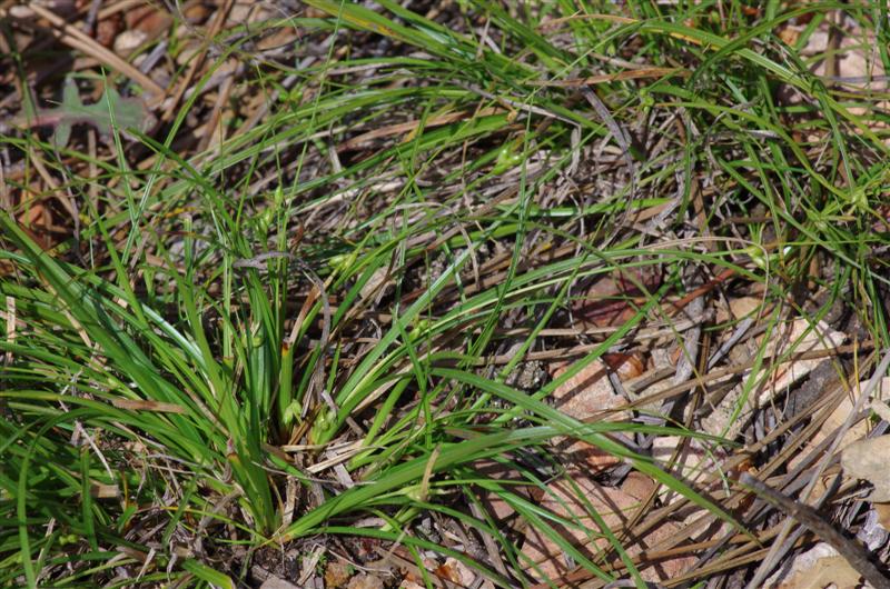 le même. ce carex possède aussi des épillets à la base de la plante