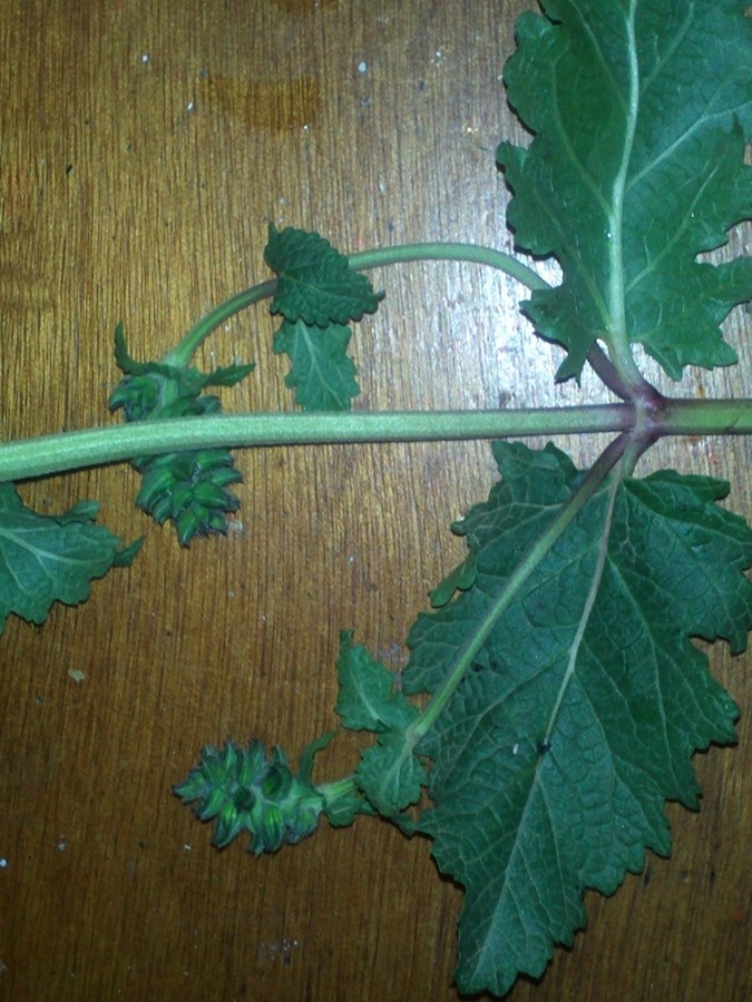IMG234.jpg