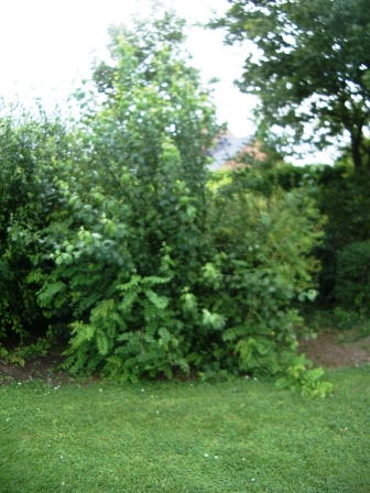 IMGP0096.JPG