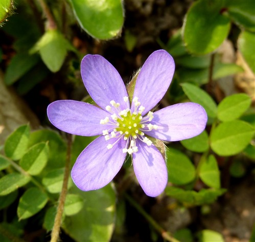Hepatica nobilis