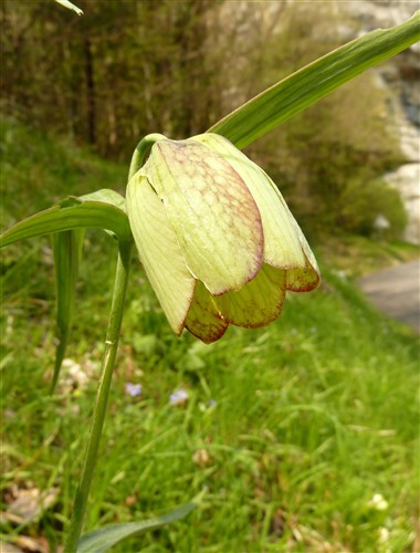 Fritillaria involucrata