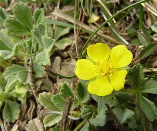 Potentilla acaulis