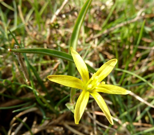 Gagea reverchonii