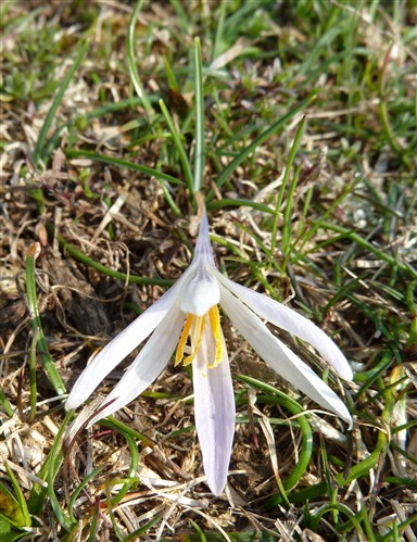 Crocus versicolor