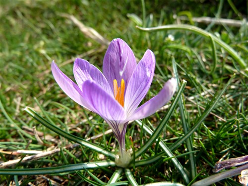 Crocus albiflorus