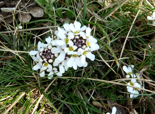 Iberis sp