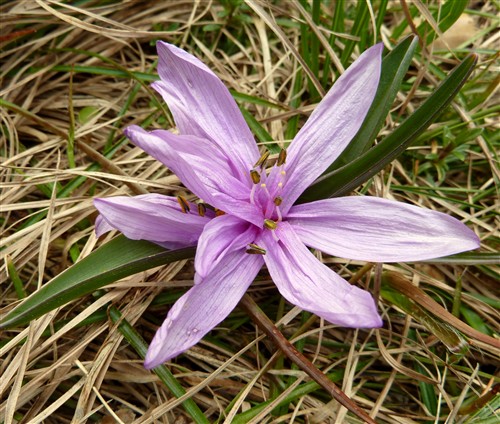 Bulbodium vernum