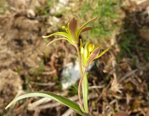 Gagea reverchonii
