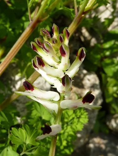 fumaria capreolata.JPG