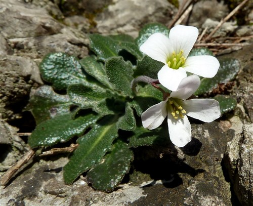 Arabis collina