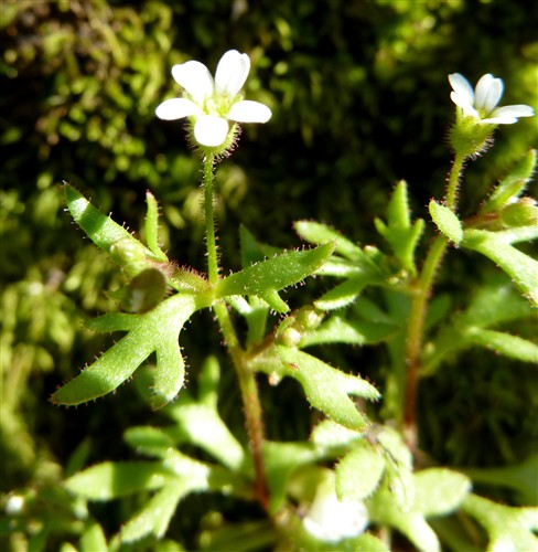 saxifraga tridactyles.JPG