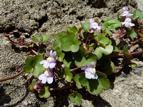 cymbalaria muraria.JPG
