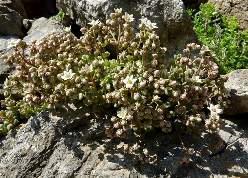 sedum dasyphyllum.JPG
