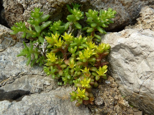 sedum litoreum.JPG
