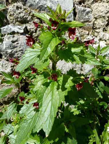 scrophularia peregrina.JPG