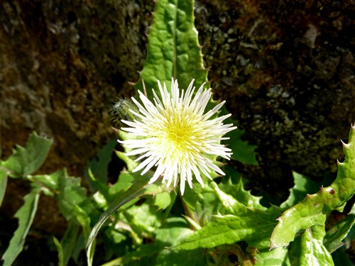 sonchus oleraceus.JPG
