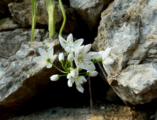 allium napoletanum.JPG