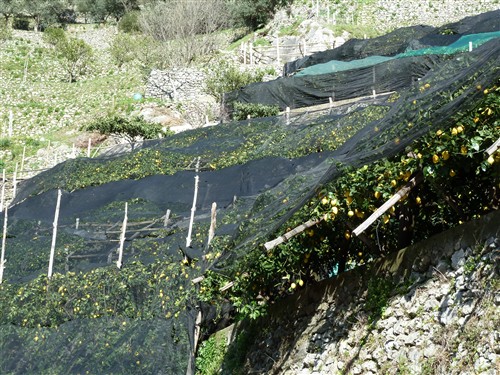 citrons 2.JPG