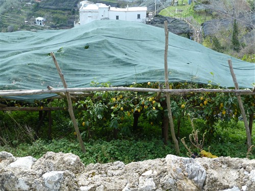 citrons.JPG