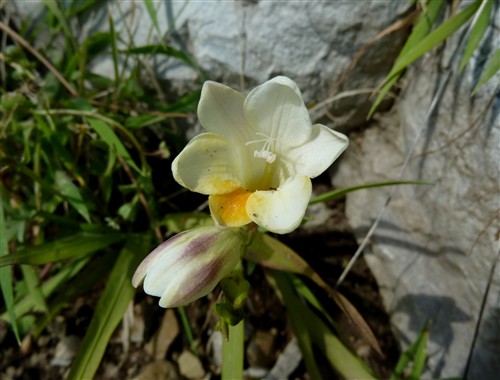 freesia alba.JPG